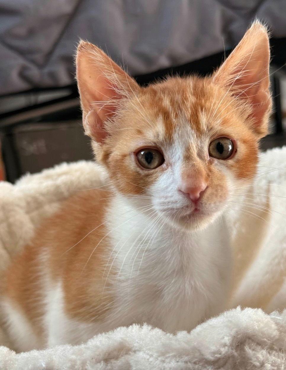 Enlarge Meteor, a Adoptable mixed breed in Campbell, CA image 1/1