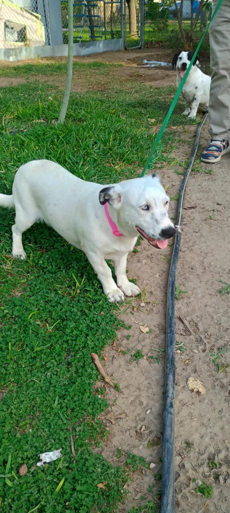 Enlarge Blue, a ADOPTABLE mixed breed in Paramus, NJ image 3/4