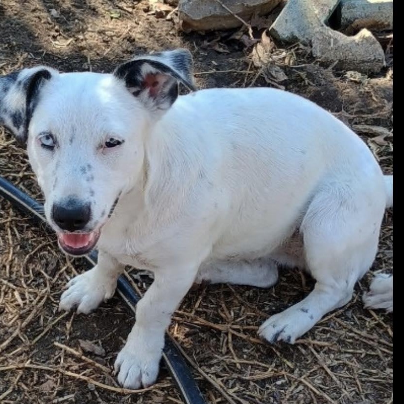 Enlarge Blue, a ADOPTABLE mixed breed in Paramus, NJ image 1/4
