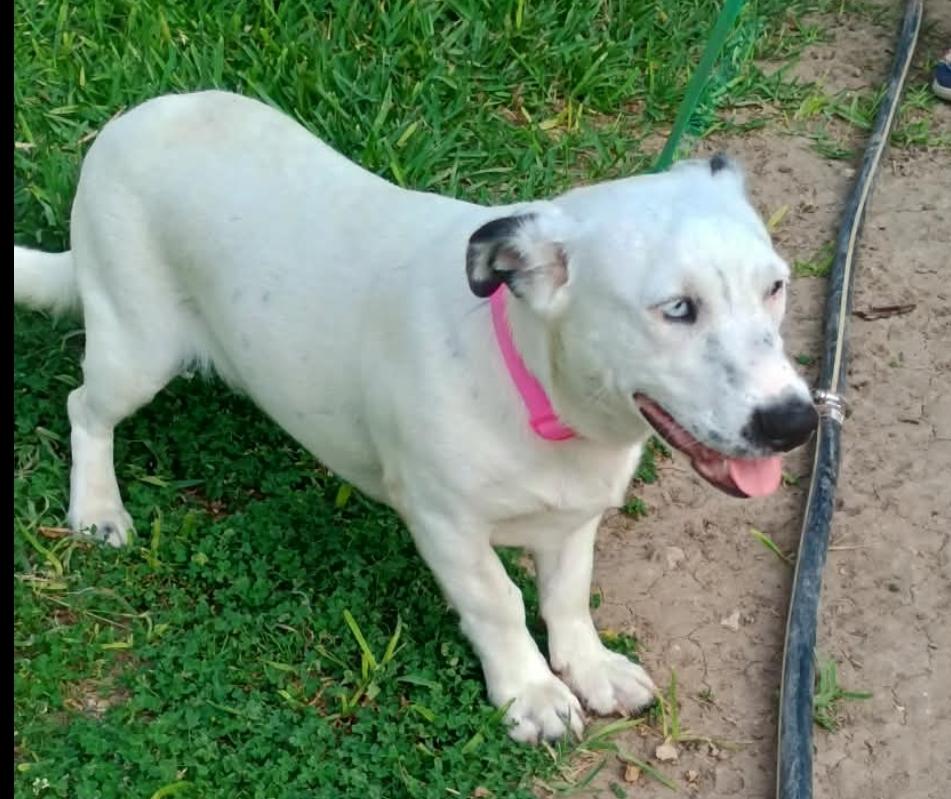 Enlarge Blue, a ADOPTABLE mixed breed in Paramus, NJ image 4/4