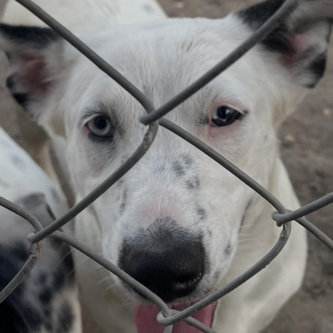 Enlarge Blue, a ADOPTABLE mixed breed in Paramus, NJ image 2/4