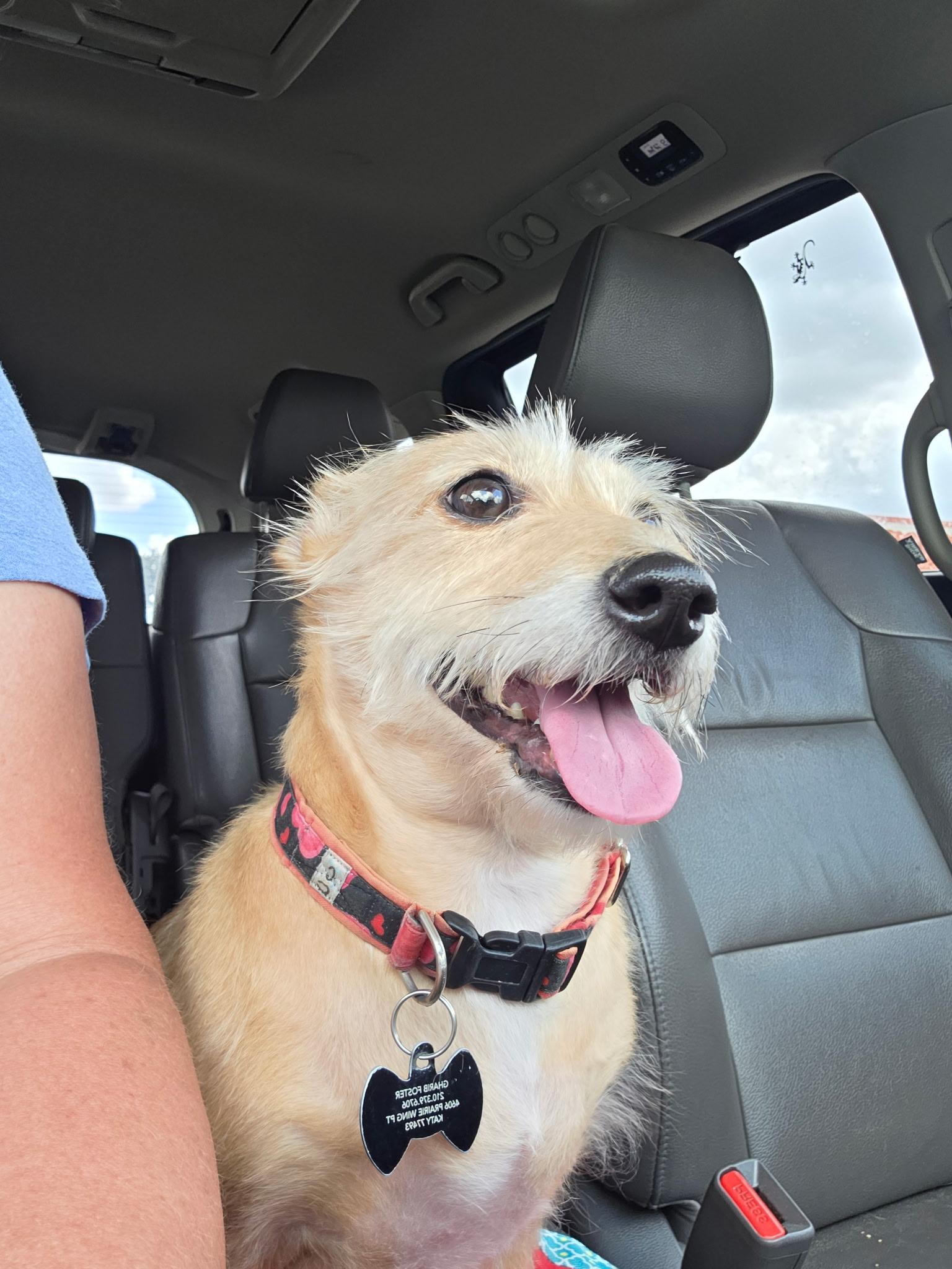 DIAMOND, adopted, Adult Female Dachshund & Terrier.