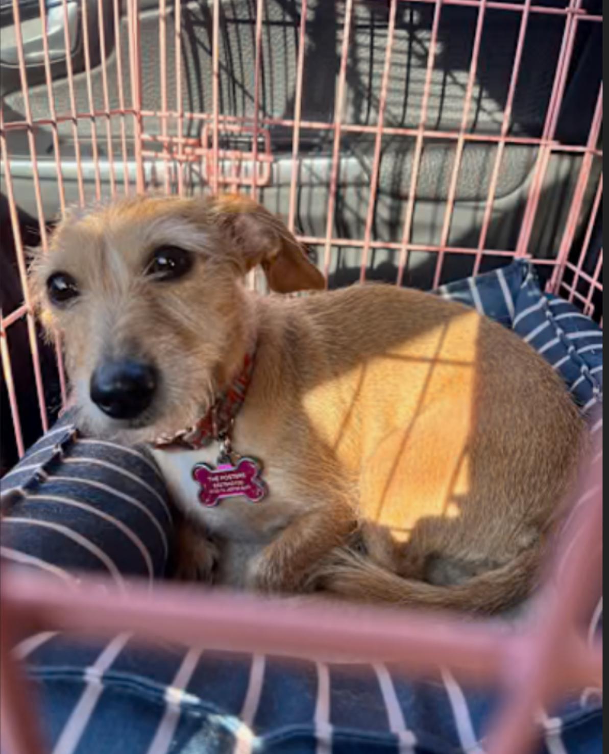 Enlarge DIAMOND, an adopted mixed breed in houston, TX image 2/6