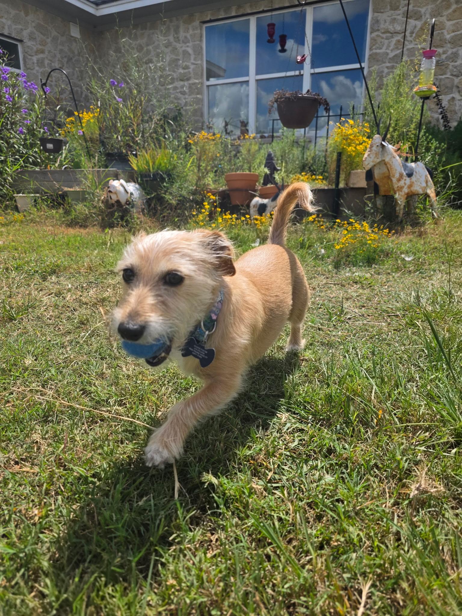 Enlarge DIAMOND, an adopted mixed breed in houston, TX image 3/6