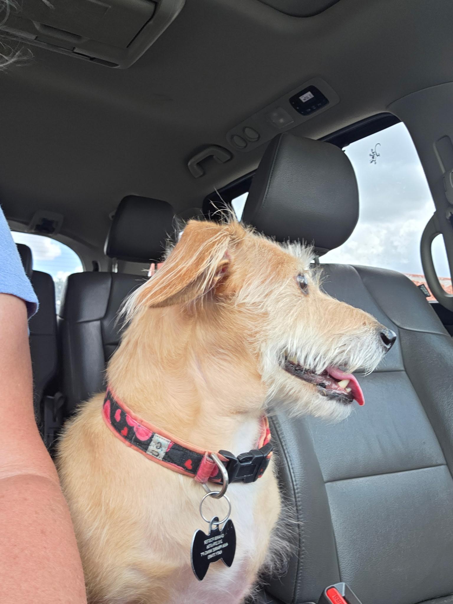 Enlarge DIAMOND, an adopted mixed breed in houston, TX image 4/6