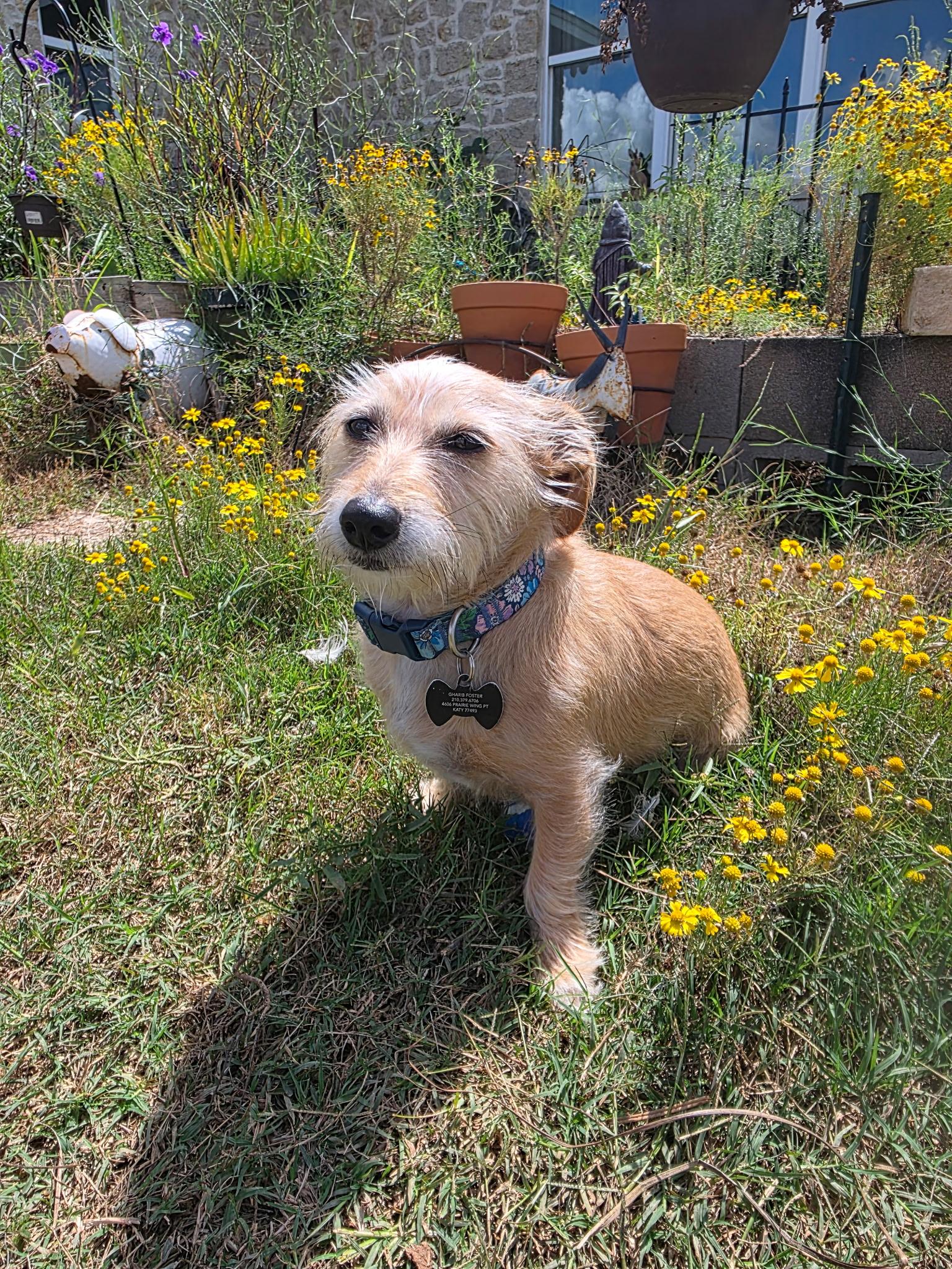 Enlarge DIAMOND, an adopted mixed breed in houston, TX image 5/6