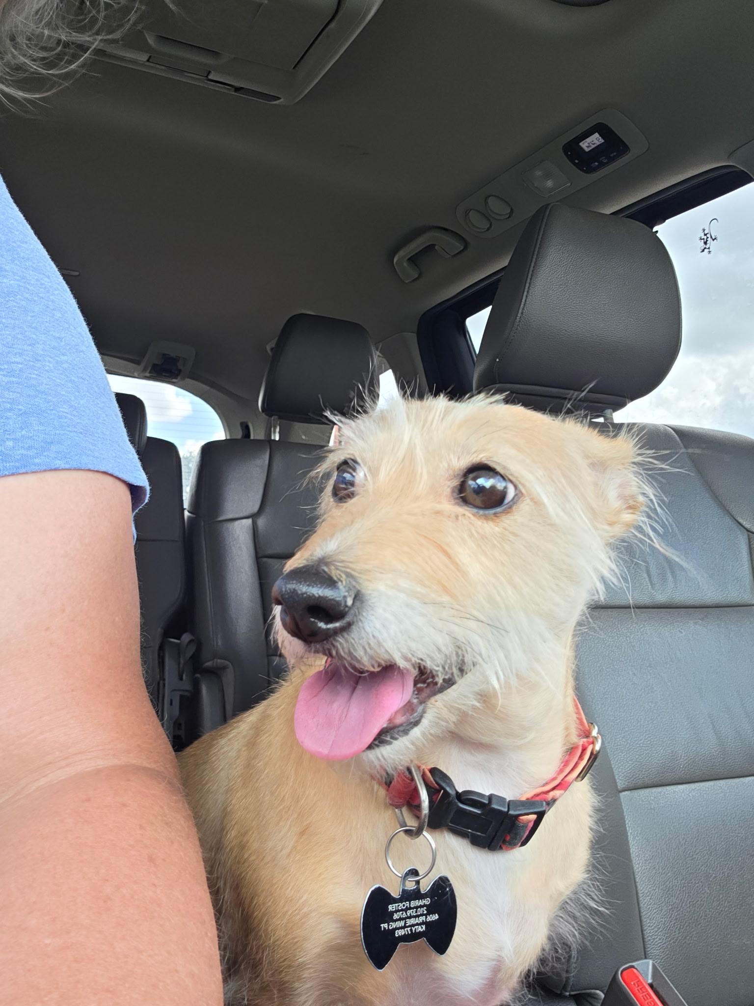 Enlarge DIAMOND, an adopted mixed breed in houston, TX image 6/6