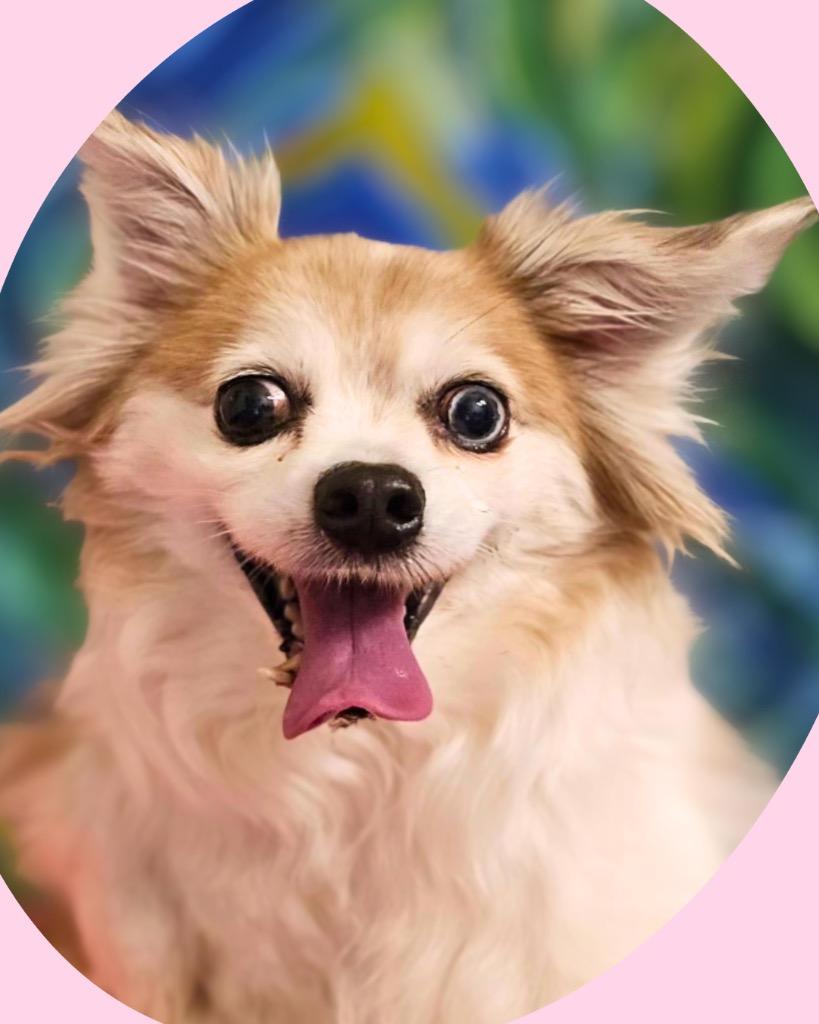 Lunesta (Luna), a Adoptable mixed breed in Bryan, TX image 1/6
