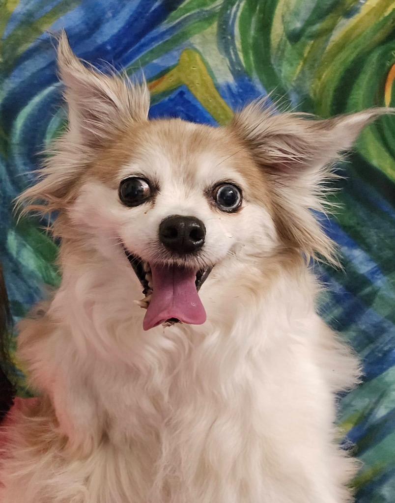 Lunesta (Luna), a Adoptable mixed breed in Bryan, TX image 2/6