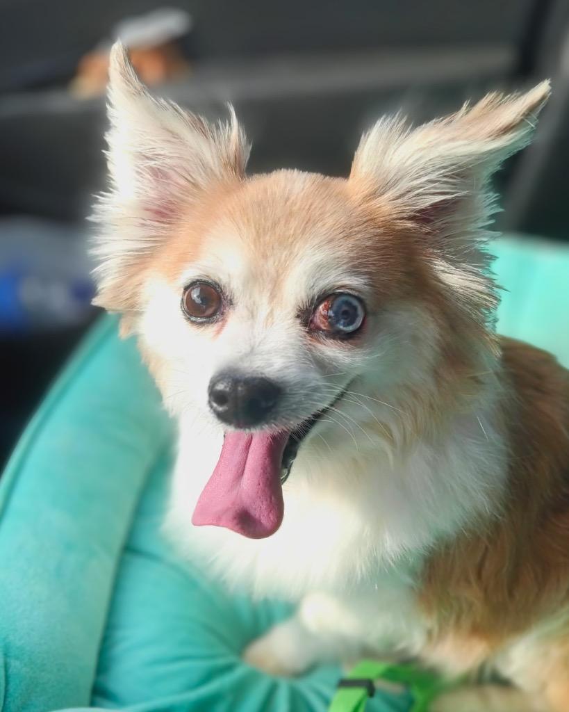 Lunesta (Luna), a Adoptable mixed breed in Bryan, TX image 4/6