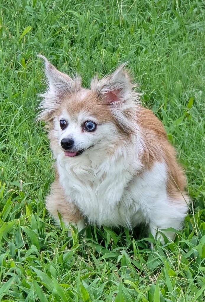Lunesta (Luna), a Adoptable mixed breed in Bryan, TX image 5/6