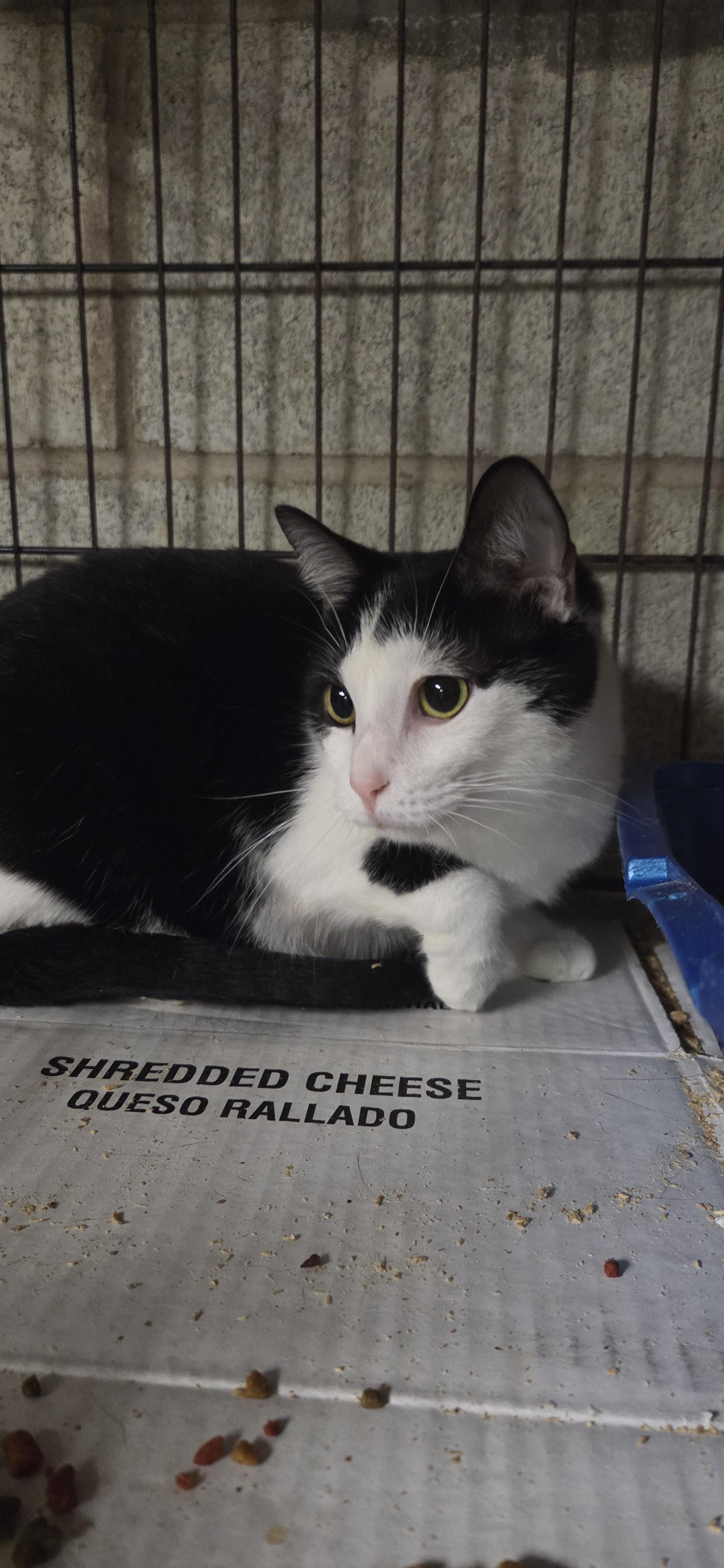 Enlarge Cece, an adoptable mixed breed in Evansville, IN image 1/1
