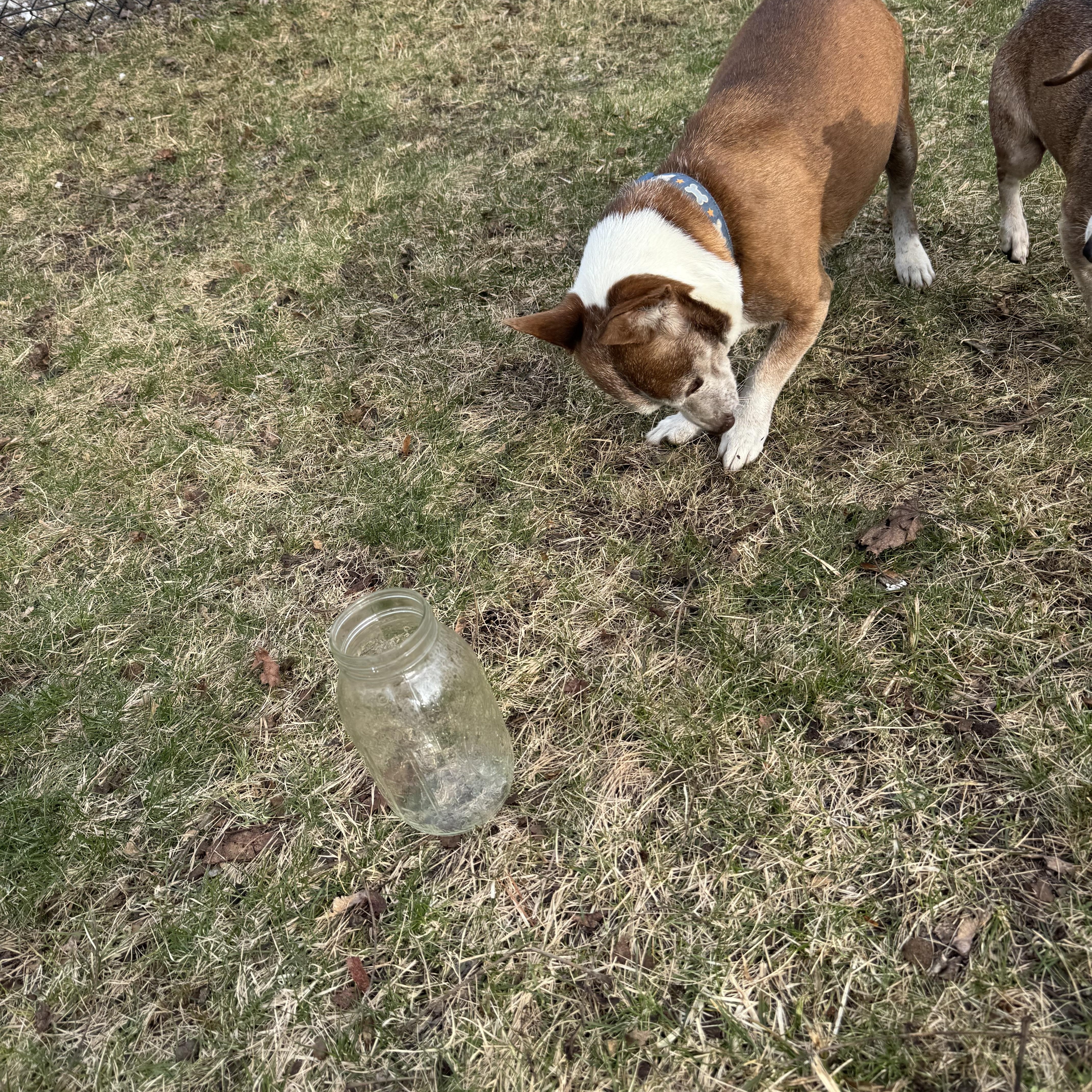 Enlarge Pooper, a ADOPTABLE mixed breed in Wingdale, NY image 4/4