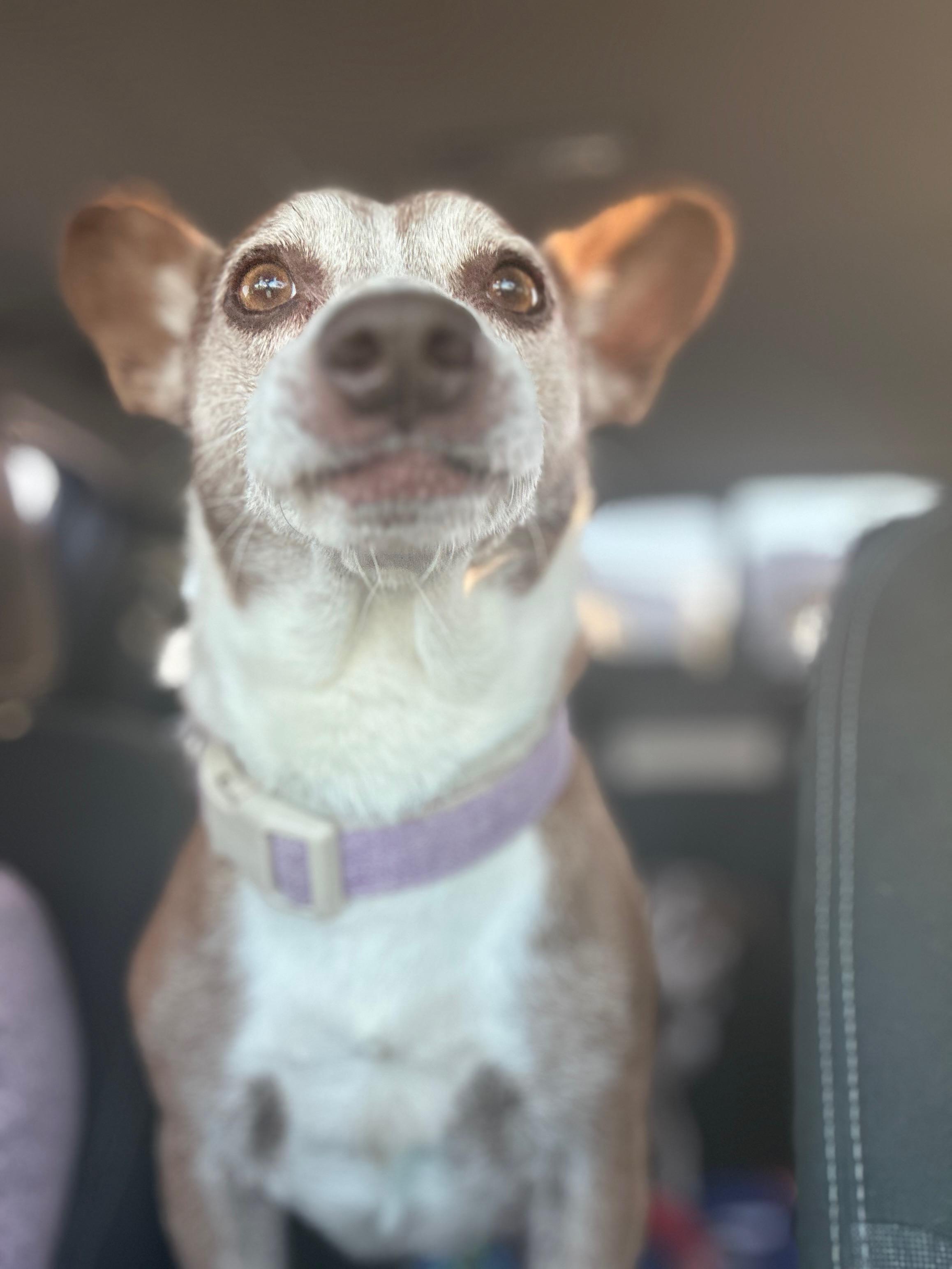 Enlarge Pooper, a ADOPTABLE mixed breed in Wingdale, NY image 2/4