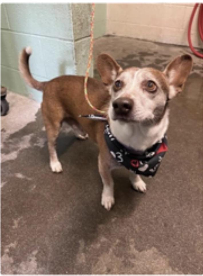 Poopers, ADOPTABLE, Senior Male Jack Russell Terrier.