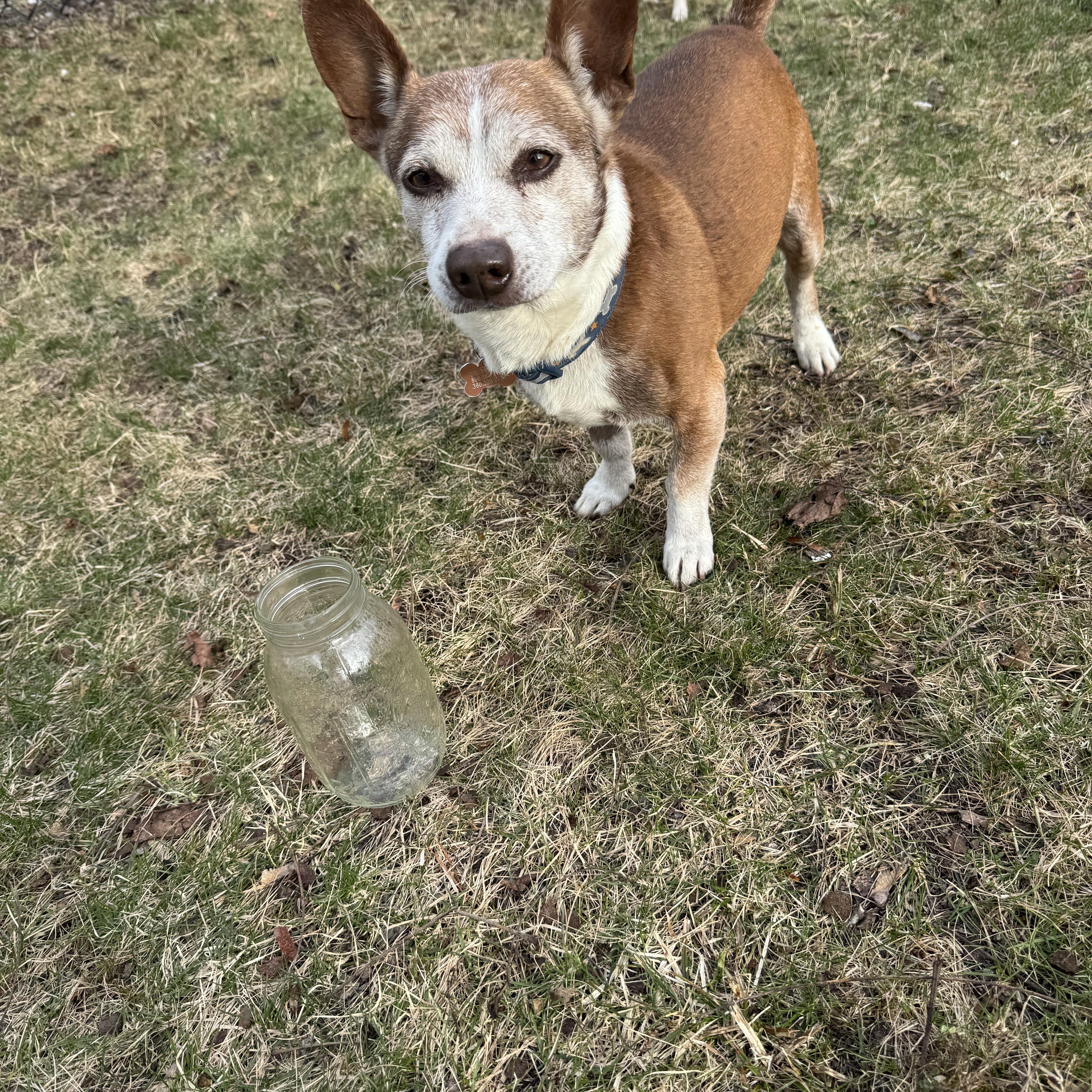 Enlarge Pooper, a ADOPTABLE mixed breed in Wingdale, NY image 3/4