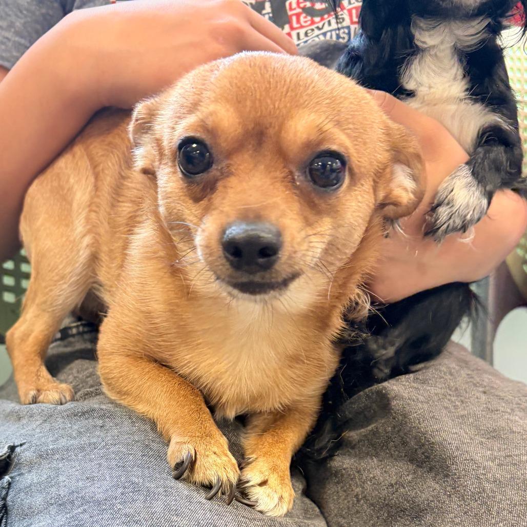 Fito Olivares, Adoptable, Adult Male Chihuahua.