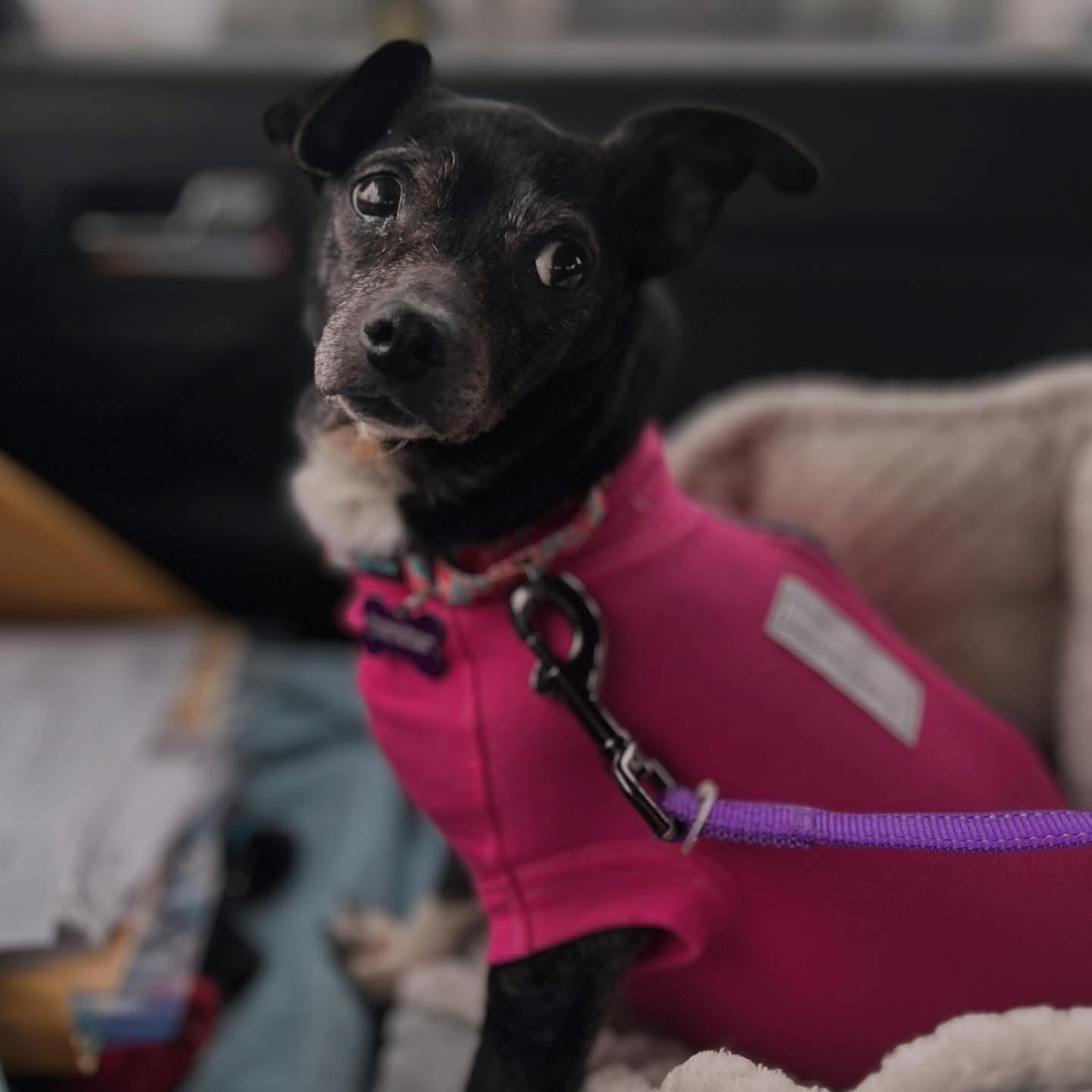 Jewel, ADOPTABLE, Senior Female Chihuahua.