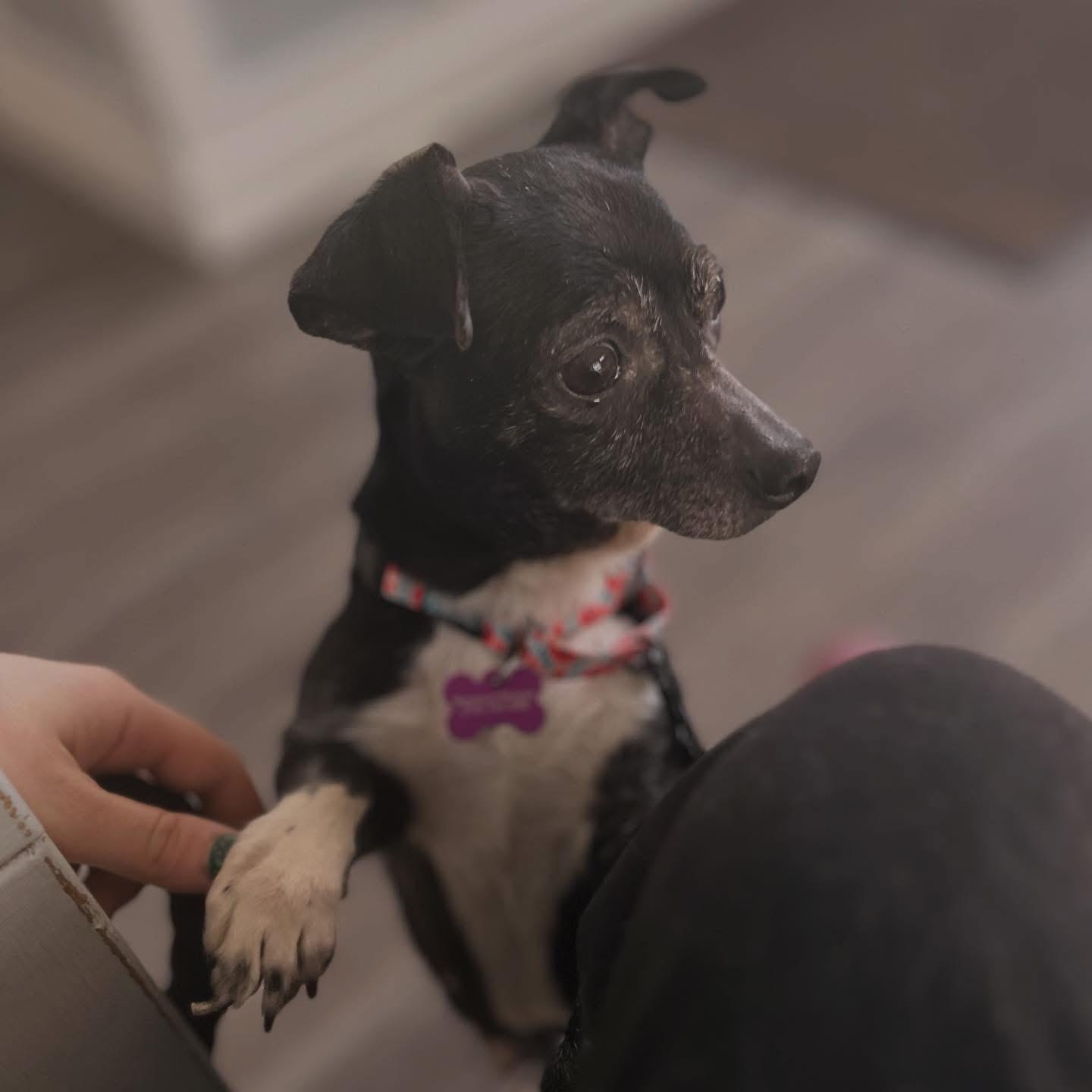 Jewel, a ADOPTABLE mixed breed in West Falls, NY image 3/4