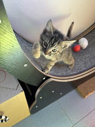 Enlarge Ursula, a Adoptable Domestic Short Hair in Steamboat Springs, CO image 2/2