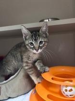 Enlarge Ursula, a Adoptable Domestic Short Hair in Steamboat Springs, CO image 1/2