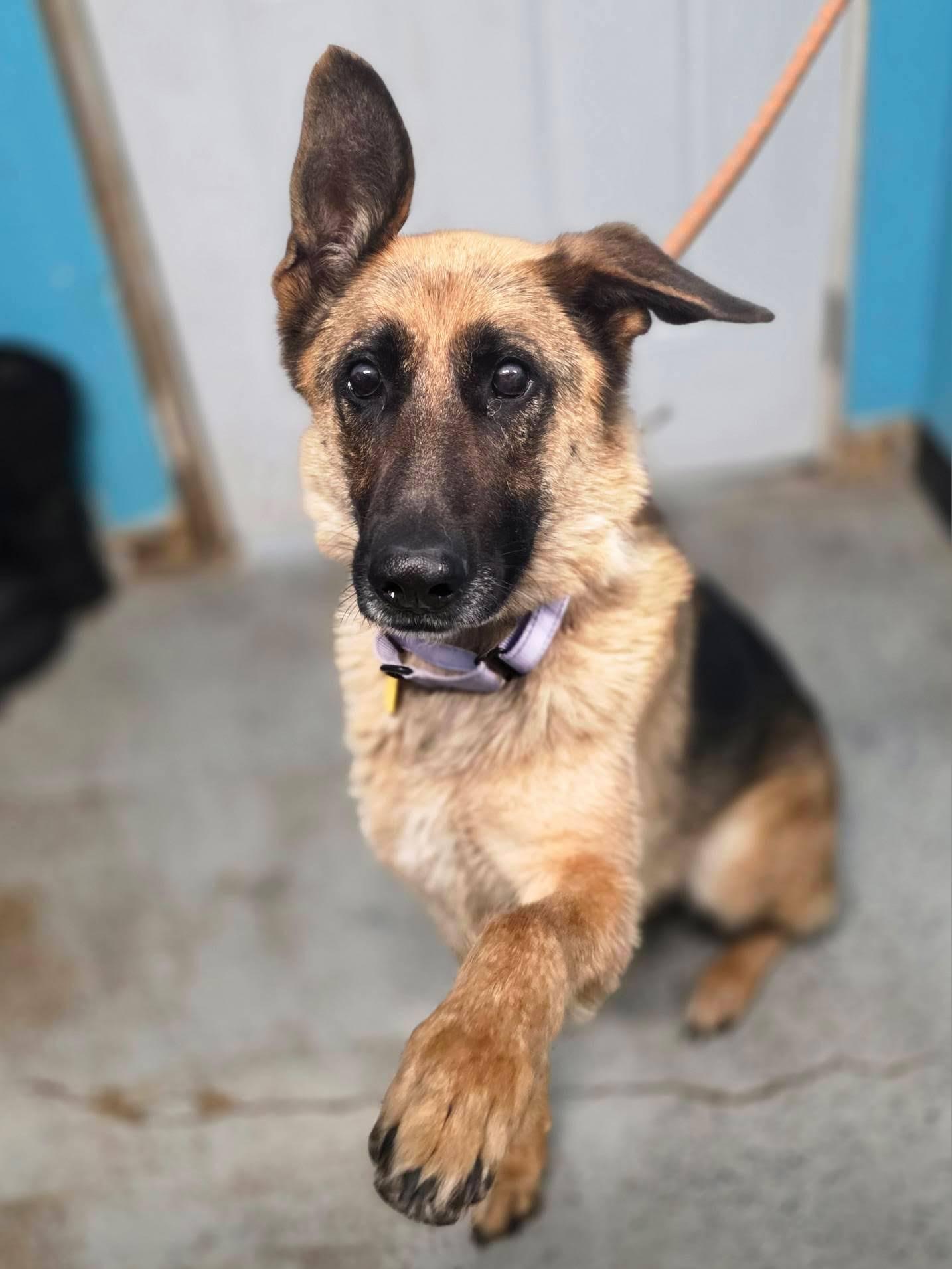 Chocolate, a Adoptable German Shepherd Dog in Chesterfield, MO image 2/2