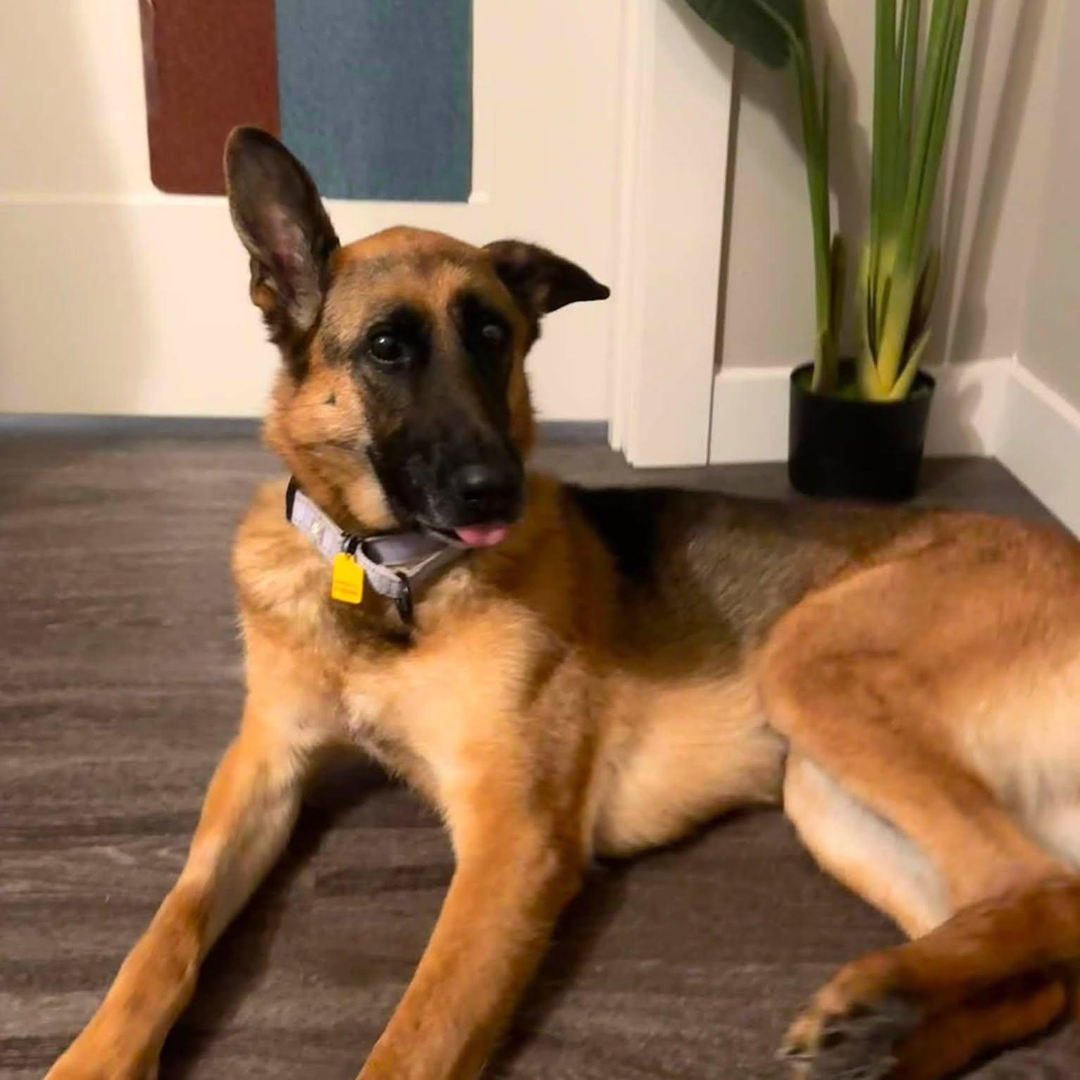 Enlarge Chocolate, a Adoptable German Shepherd Dog in Chesterfield, MO image 3/5