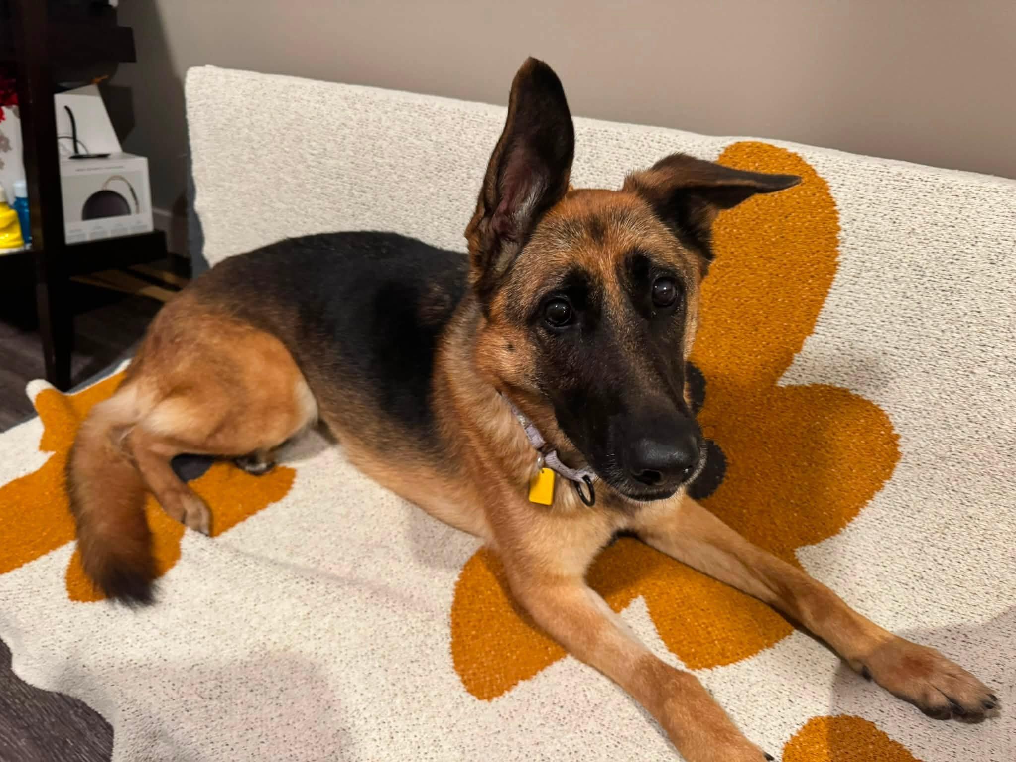 Enlarge Chocolate, a Adoptable German Shepherd Dog in Chesterfield, MO image 3/6