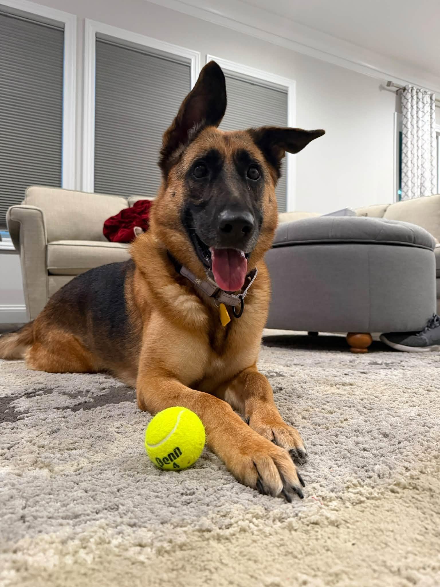 Enlarge Chocolate, a Adoptable German Shepherd Dog in Chesterfield, MO image 3/6