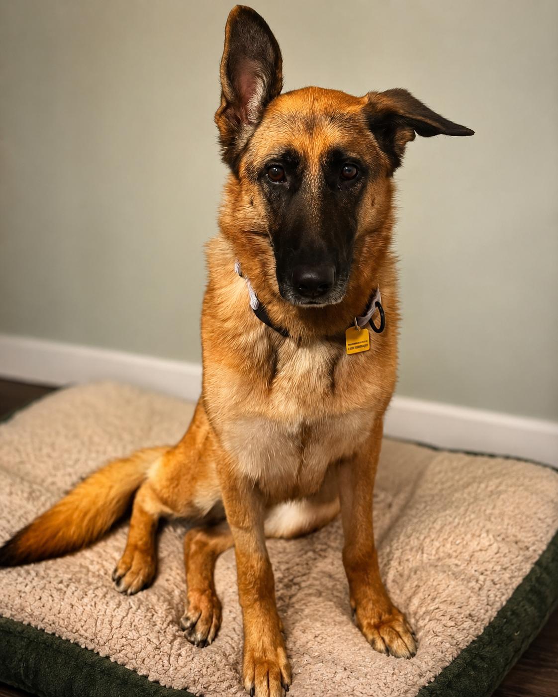 Chocolate, Adoptable, Adult Female German Shepherd Dog.