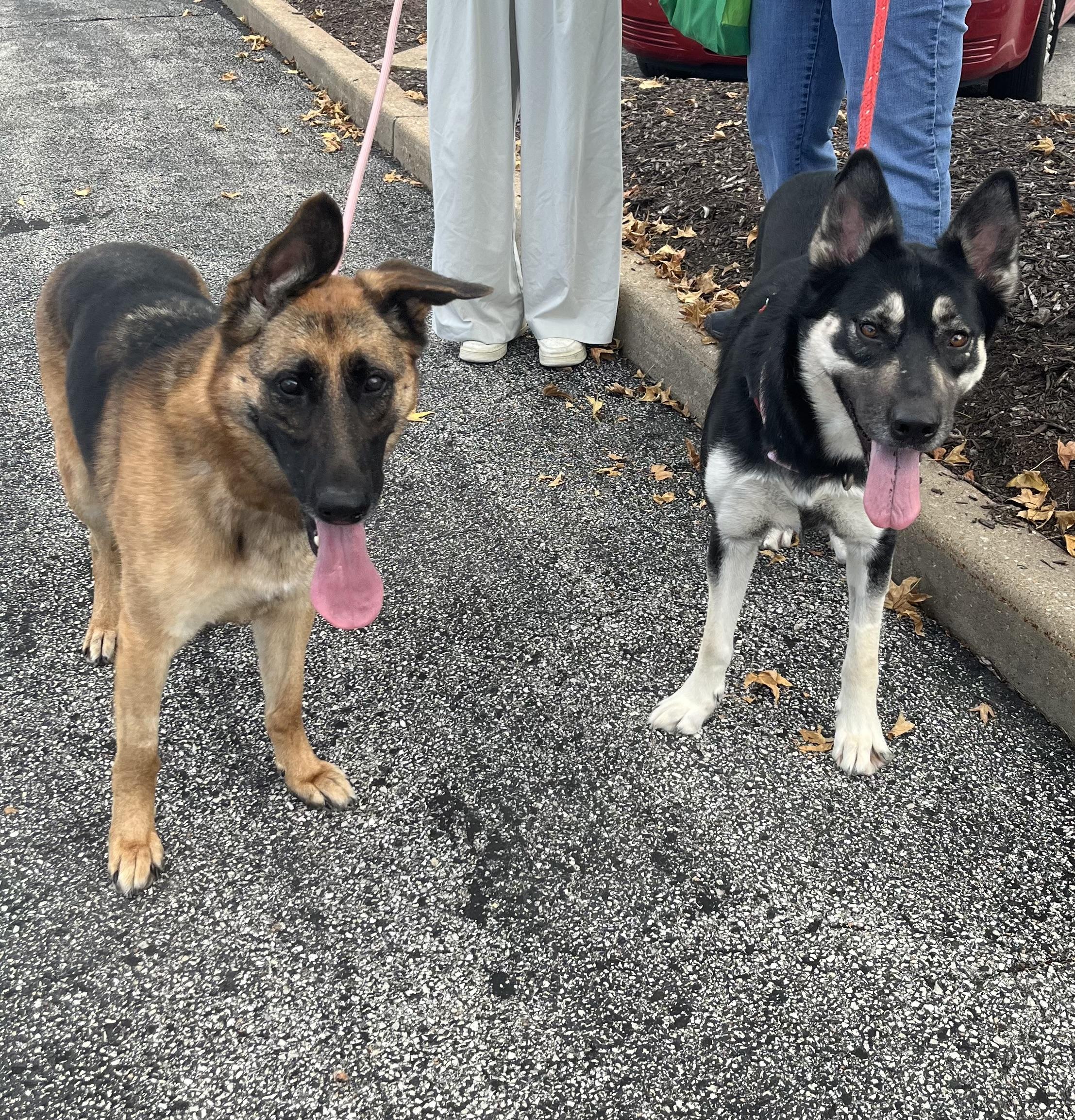 Enlarge Chocolate, a Adoptable German Shepherd Dog in Chesterfield, MO image 5/6