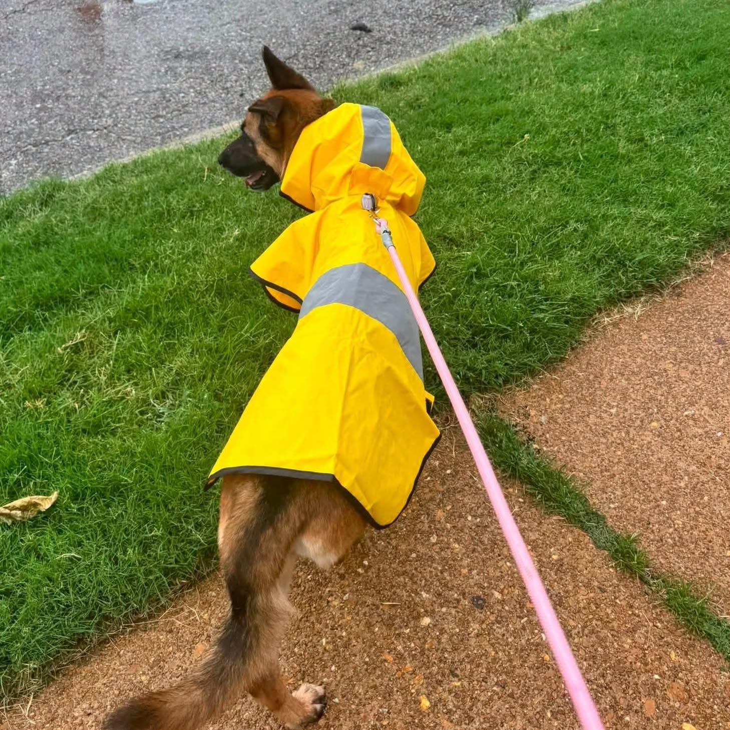 Enlarge Chocolate, a Adoptable German Shepherd Dog in Chesterfield, MO image 2/5