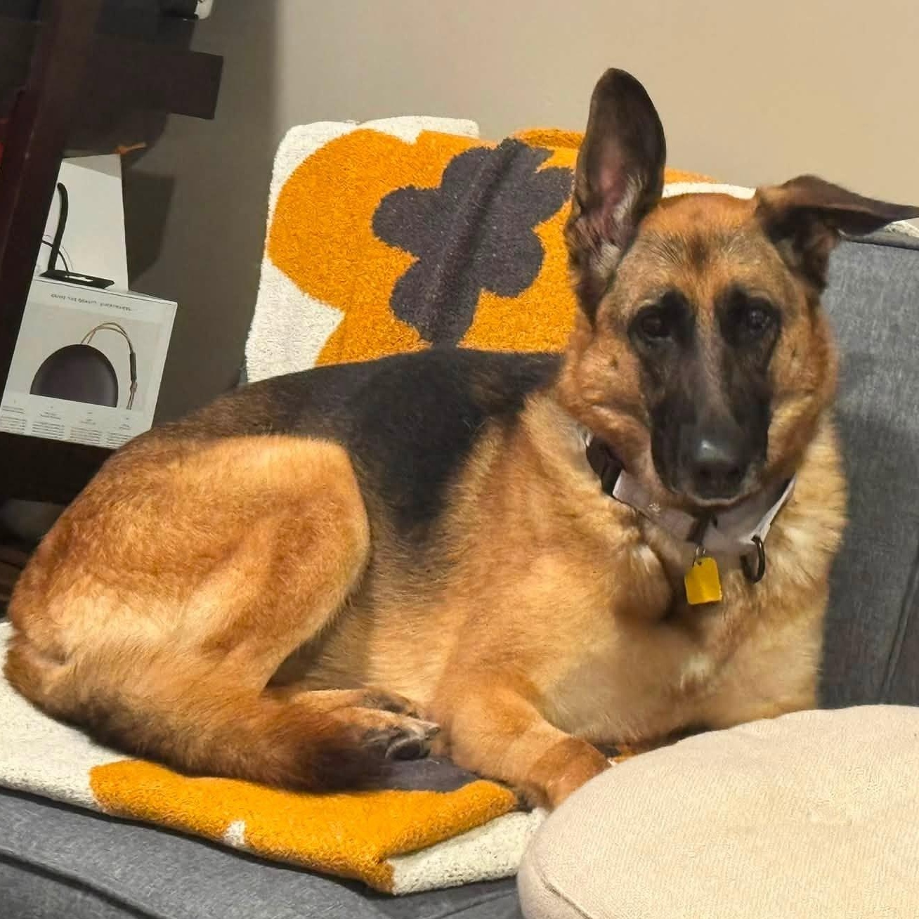 Enlarge Chocolate, a Adoptable German Shepherd Dog in Chesterfield, MO image 4/6