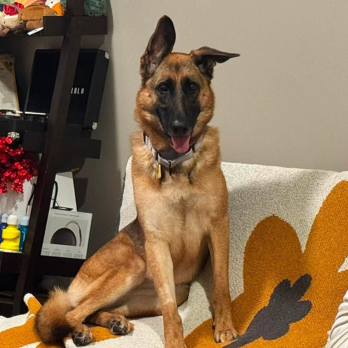 Enlarge Chocolate, a Adoptable German Shepherd Dog in Chesterfield, MO image 2/6