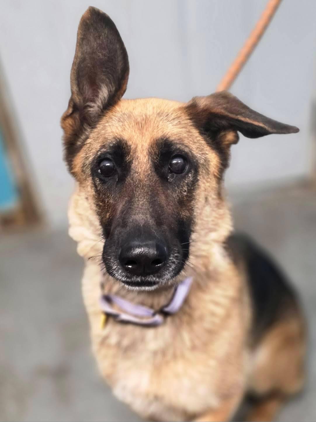 Chocolate, Adoptable, Adult Female German Shepherd Dog.