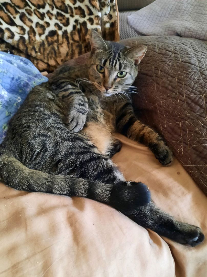 Enlarge Michi, a Adoptable Domestic Short Hair in Indian Trail, NC image 1/8