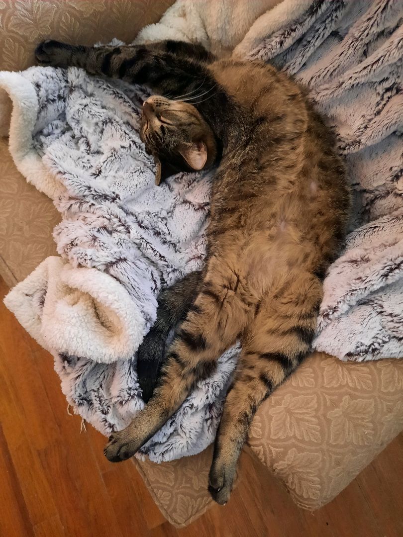 Enlarge Michi, a Adoptable Domestic Short Hair in Indian Trail, NC image 2/8