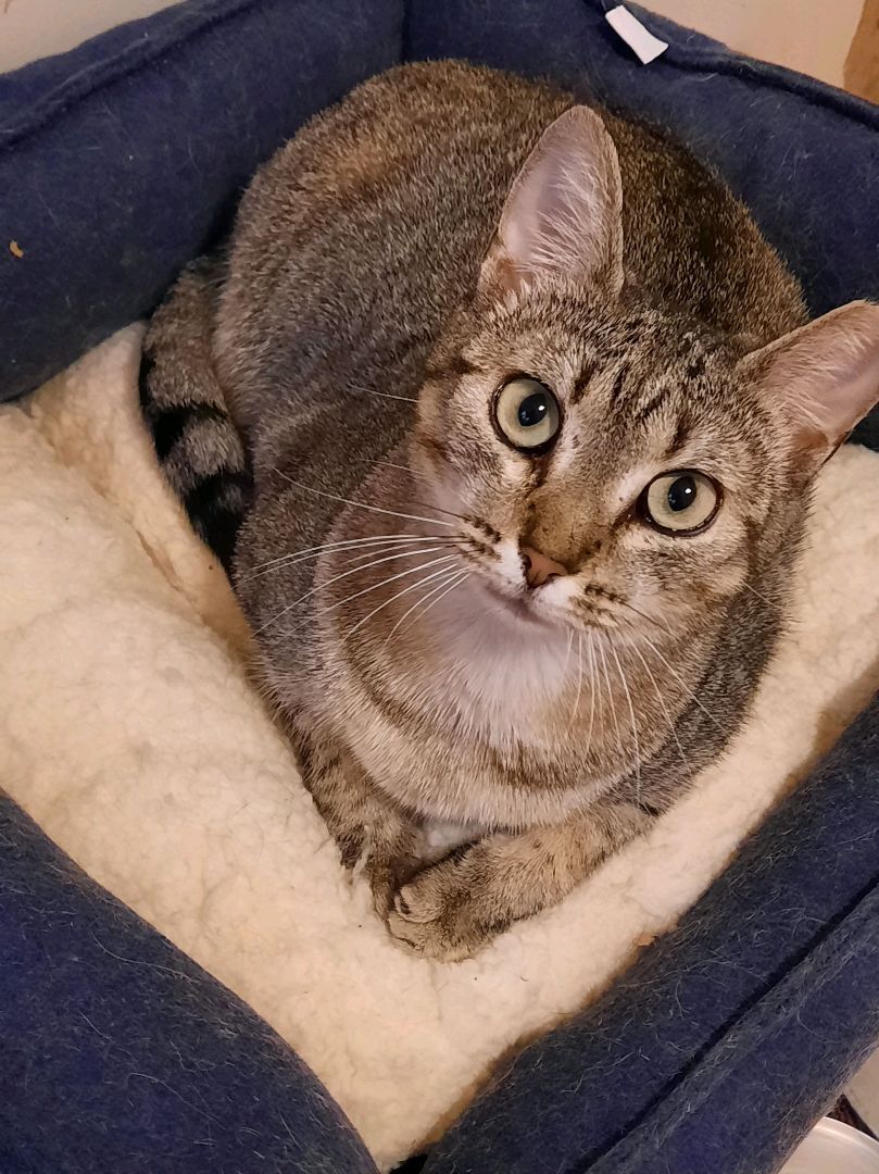 Enlarge Michi, a Adoptable Domestic Short Hair in Indian Trail, NC image 3/8