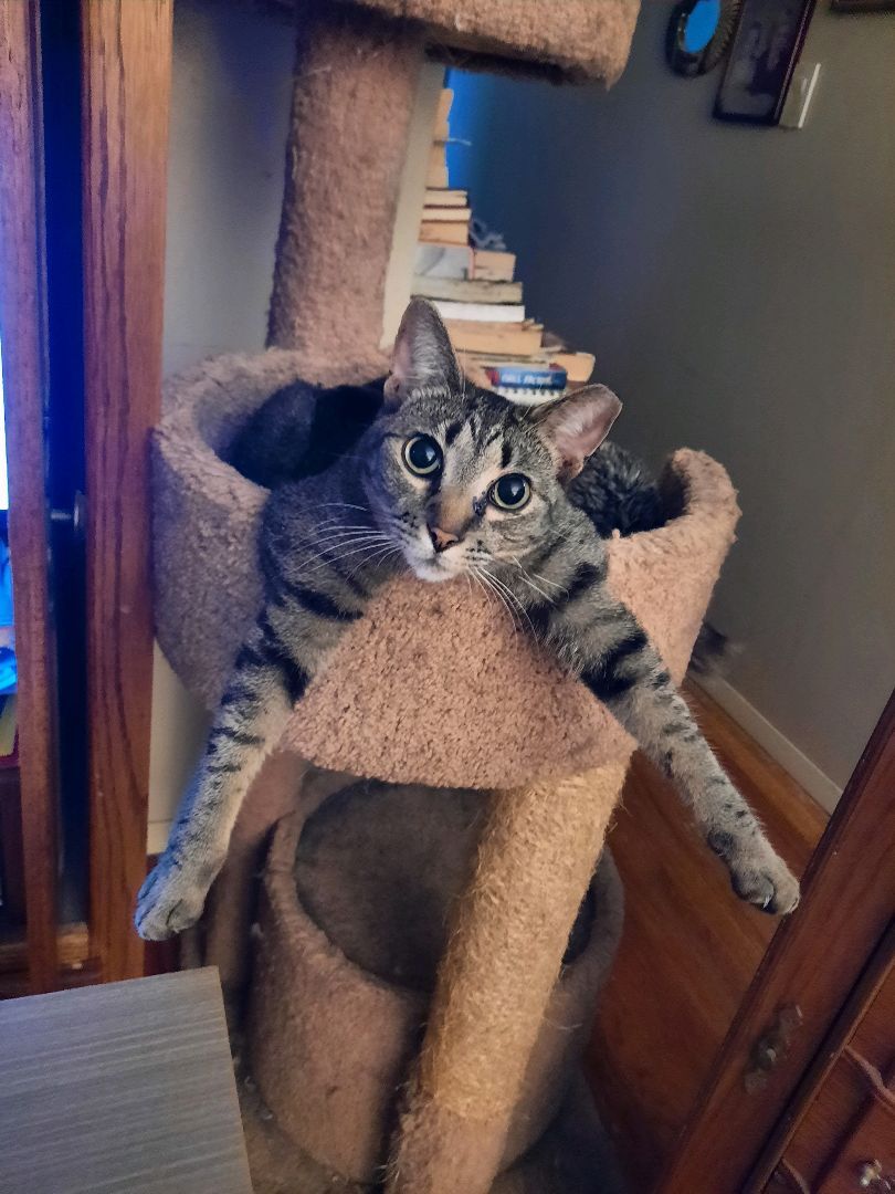 Enlarge Michi, a Adoptable Domestic Short Hair in Indian Trail, NC image 4/8