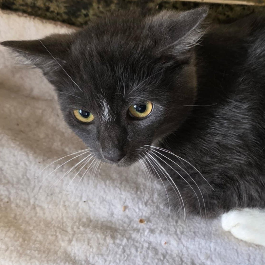 Johnny, Adoptable, Young Male Domestic Short Hair.