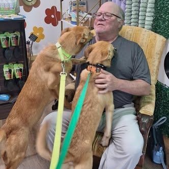 Enlarge Sonny's Red River, a ADOPTABLE mixed breed in Winchester, KY image 2/3