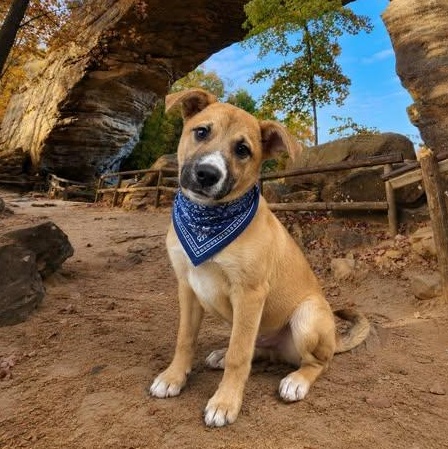 Sonny's Red River, ADOPTABLE, Young Male Shepherd.
