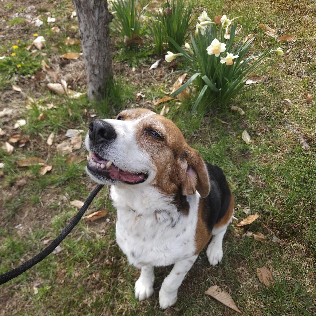 Pretty Girl, a Adoptable Beagle in Conway, NH image 1/5