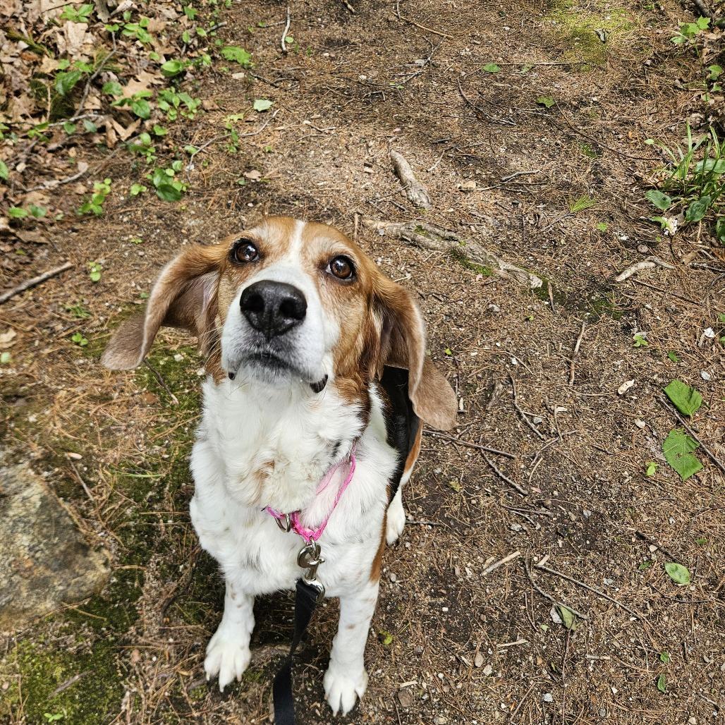 Pretty Girl, a Adoptable Beagle in Conway, NH image 2/5