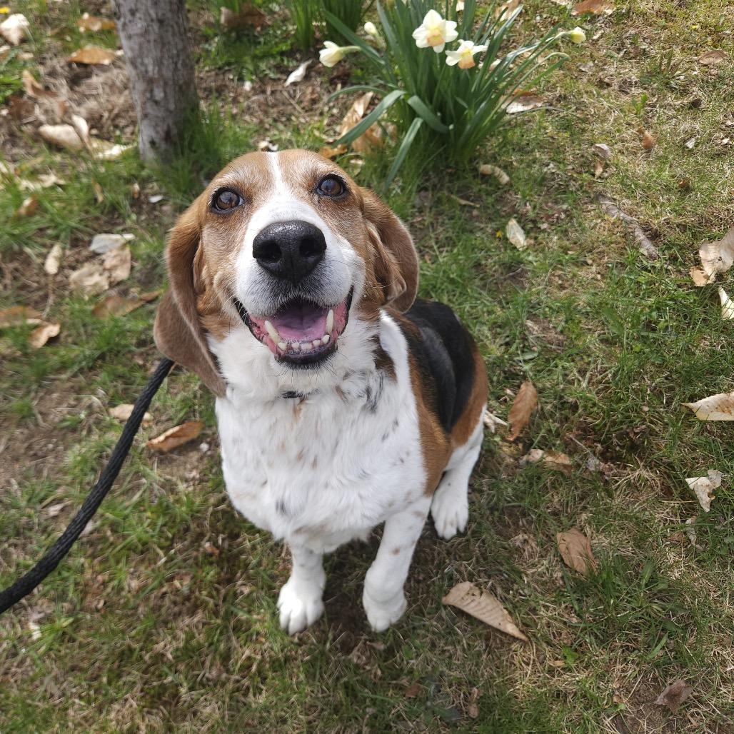 Pretty Girl, a Adoptable Beagle in Conway, NH image 3/5