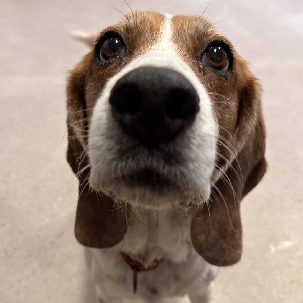 Pretty Girl, a Adoptable Beagle in Conway, NH image 4/5