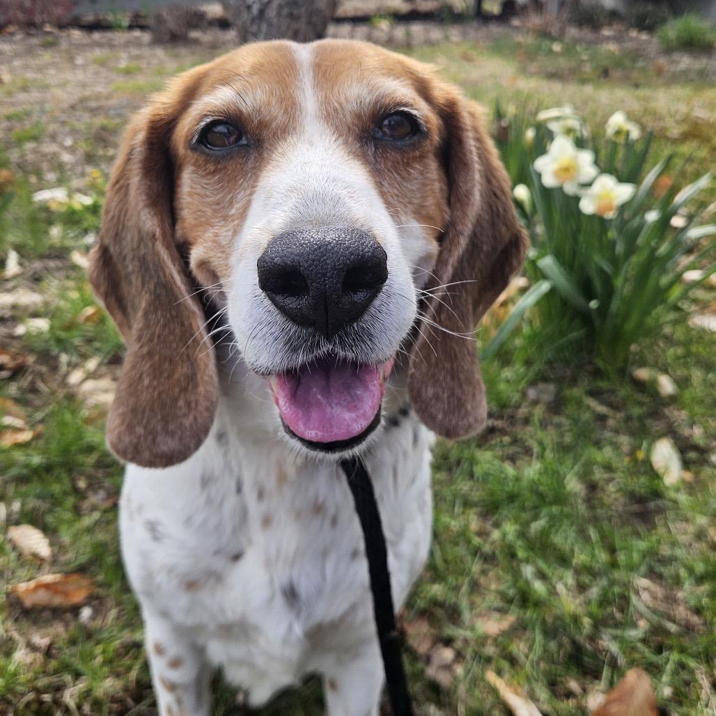 Pretty Girl, a Adoptable Beagle in Conway, NH image 5/5