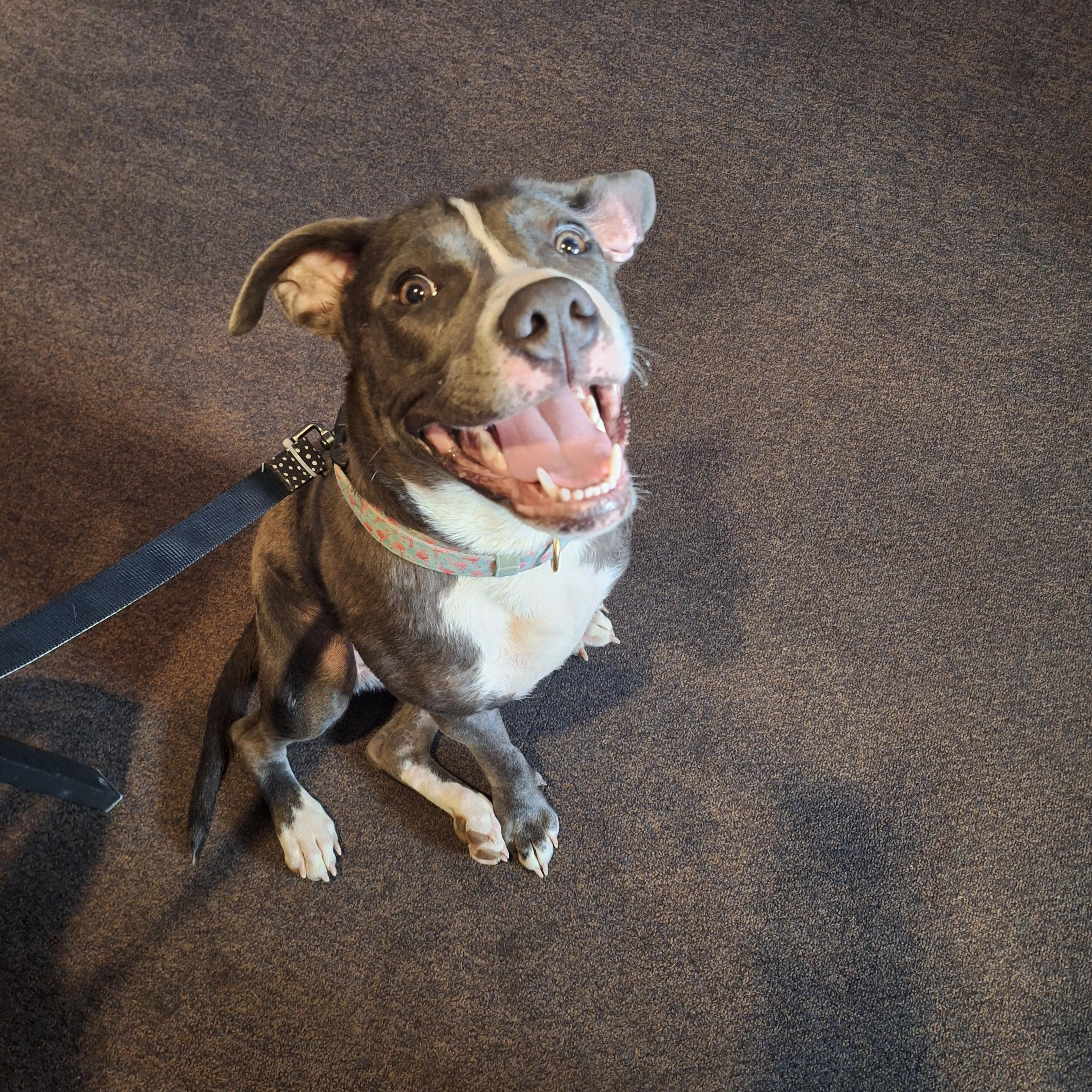 Shelby, Adoptable, Young Female Pit Bull Terrier.