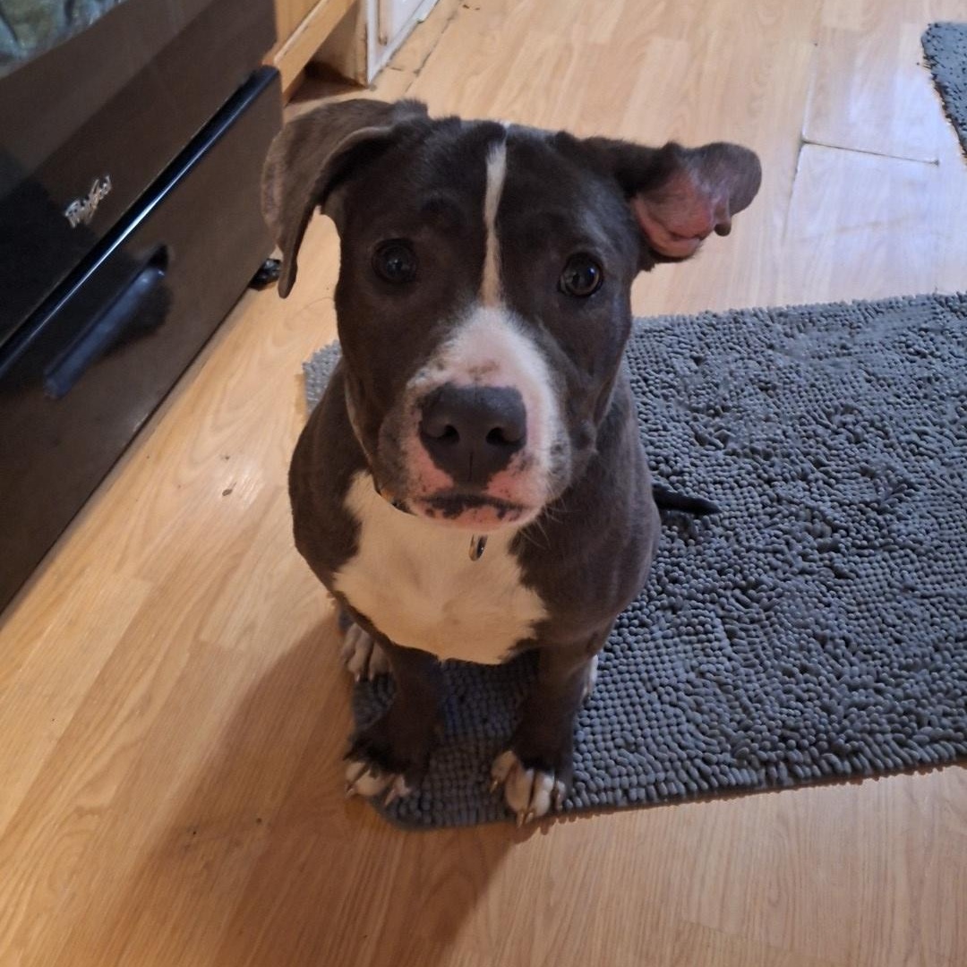 Shelby, a Adoptable Pit Bull Terrier in Westchester, IL image 6/6