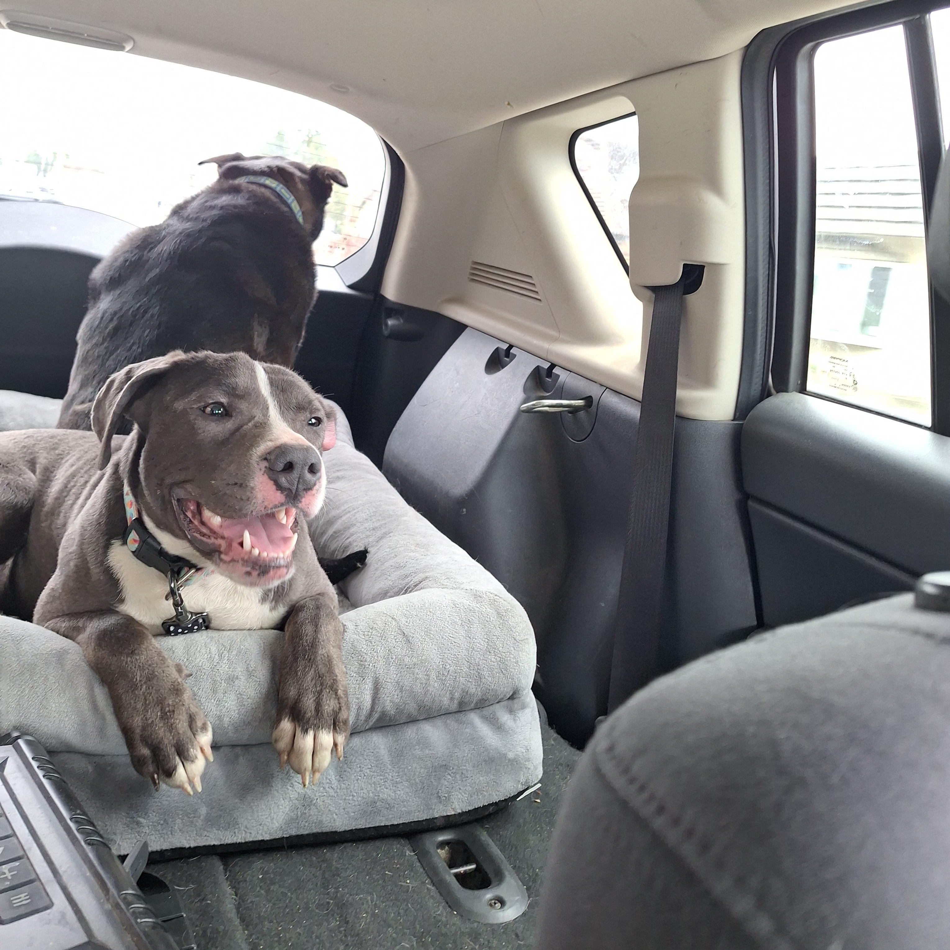 Shelby, a Adoptable Pit Bull Terrier in Westchester, IL image 3/6